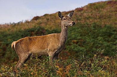 开放世界生存冒险游戏《核心诞生》现已在Steam平台正式推出